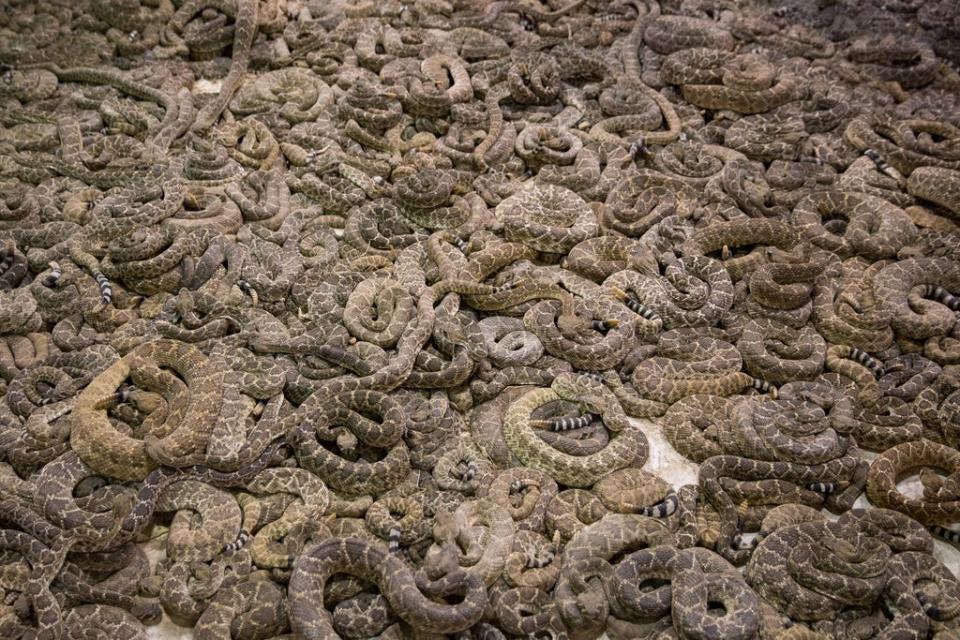 Representational: Charles County government’s spokesperson Jennifer Harris said the large collection of snakes is being examined by animal control officials (AFP via Getty Images)