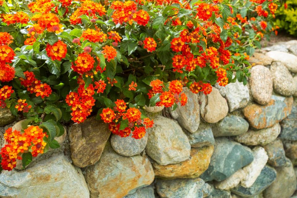 Red and yellow lantana flowers growing on a rock wall.