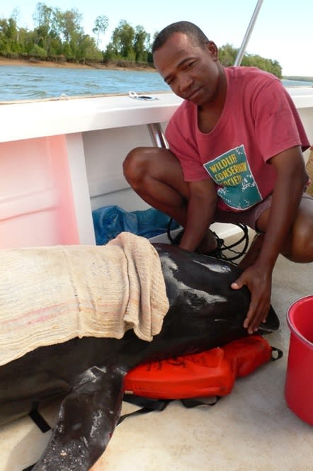 WCS researchers and other stranding team members worked to capture some of the melon-headed whales in order to transport them to the open ocean.