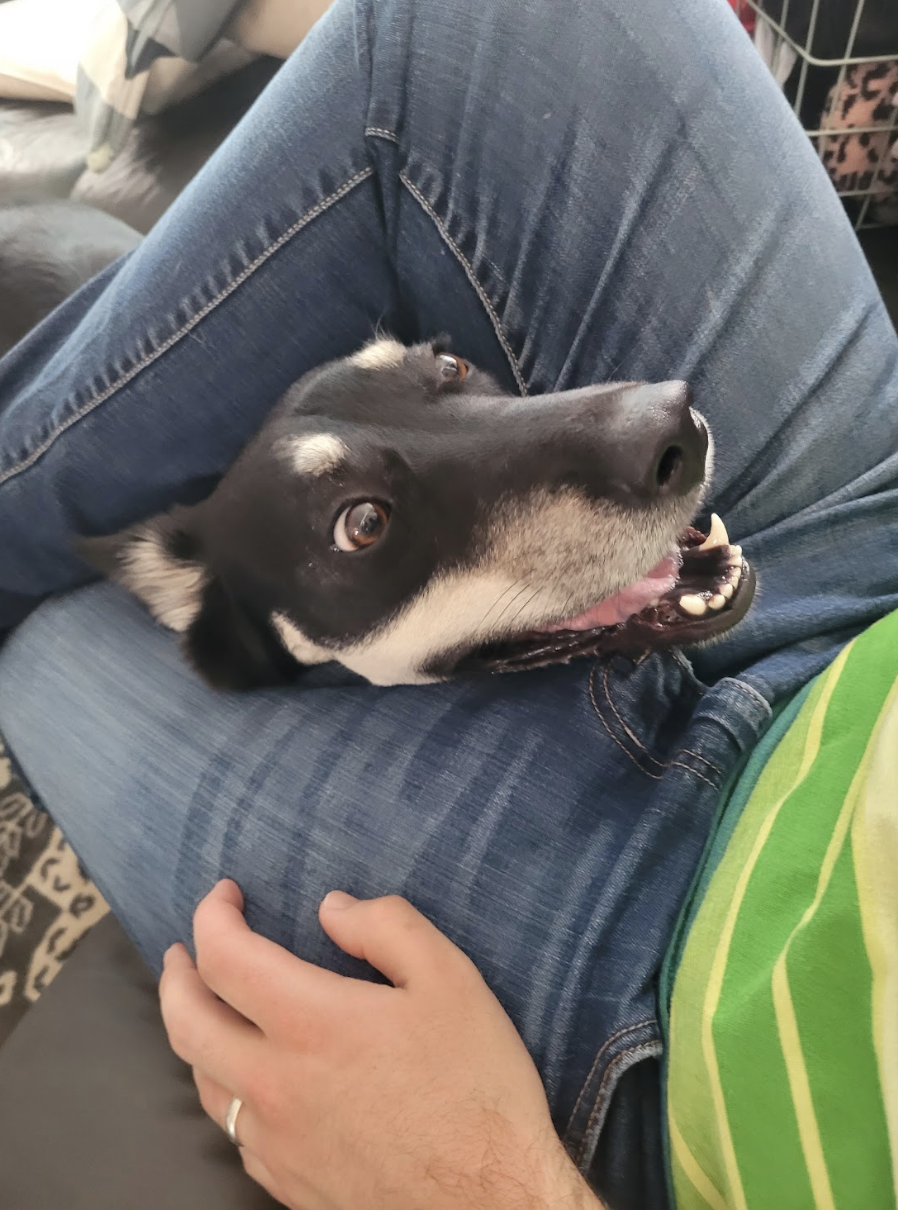 Dog putting its head between a person's legs