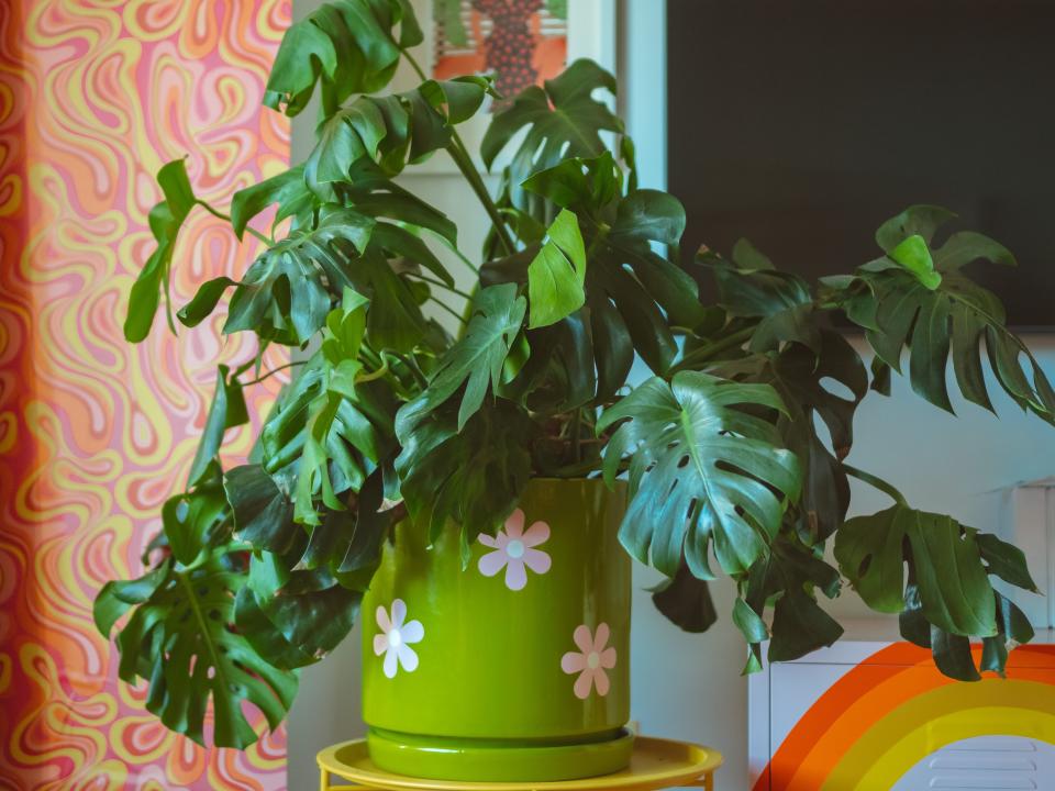 A plant inside a lime-green pot decorated with pink flower decals