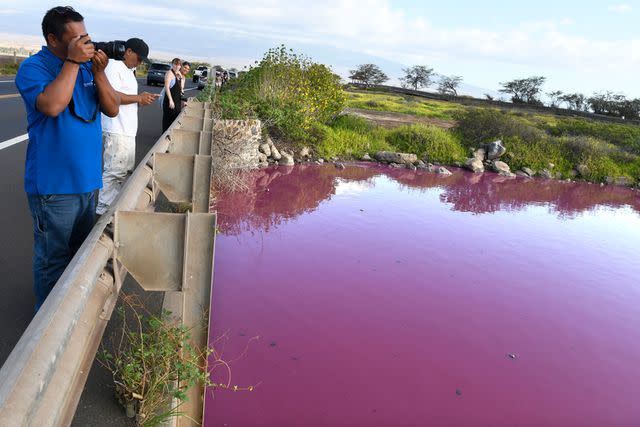 <p>Matthew Thayer/The Maui News via AP</p> Severino Urubio of Hilo, Hawaii snaps photos of Kealia Pond's pink water at Kealia Pond National Wildlife Refuge in Kihei, Hawaii on Wednesday, Nov. 8, 2023