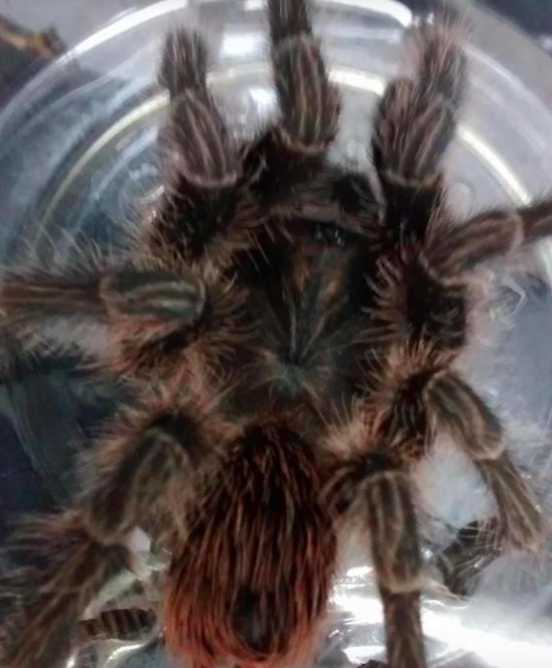 Stowaway: The tarantula is thought to have hitched a ride from Costa Rica (RSPCA)