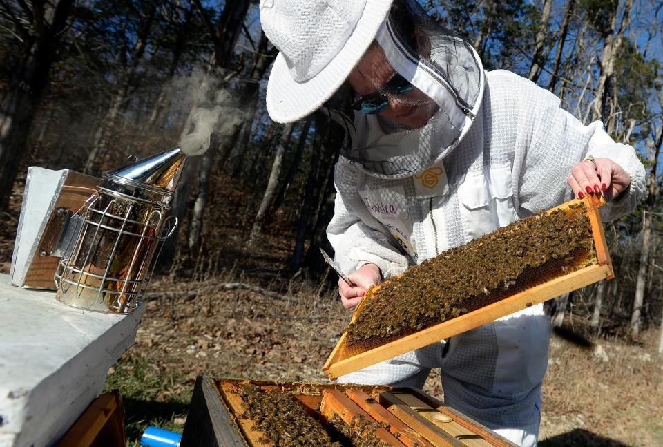 Jessica Dodds-Davis pulls out a frame of bees from one of her hives, Friday, Dec. 15, 2023, in Lebanon, Tenn. Dodds-Davis is allergic to bee stings but has more than 10,000 bees on her property.