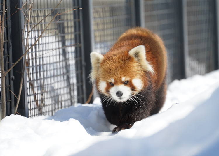 喜馬拉雅小貓熊　照片提供：札幌市圓山動物園