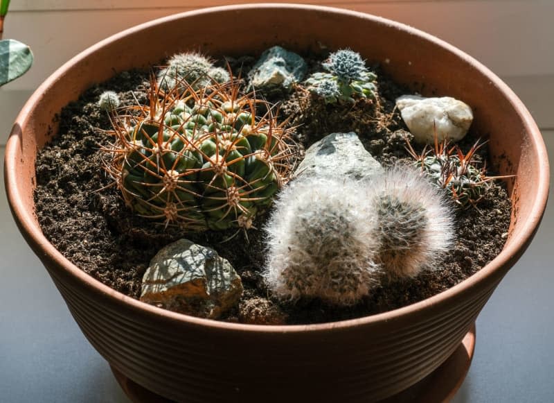 Several cacti grow in a clay bowl on a windowsill.  When you leave, you can give your plants the staycation they deserve.  Jens Kalaene/dpa-Zentralbild/ZB