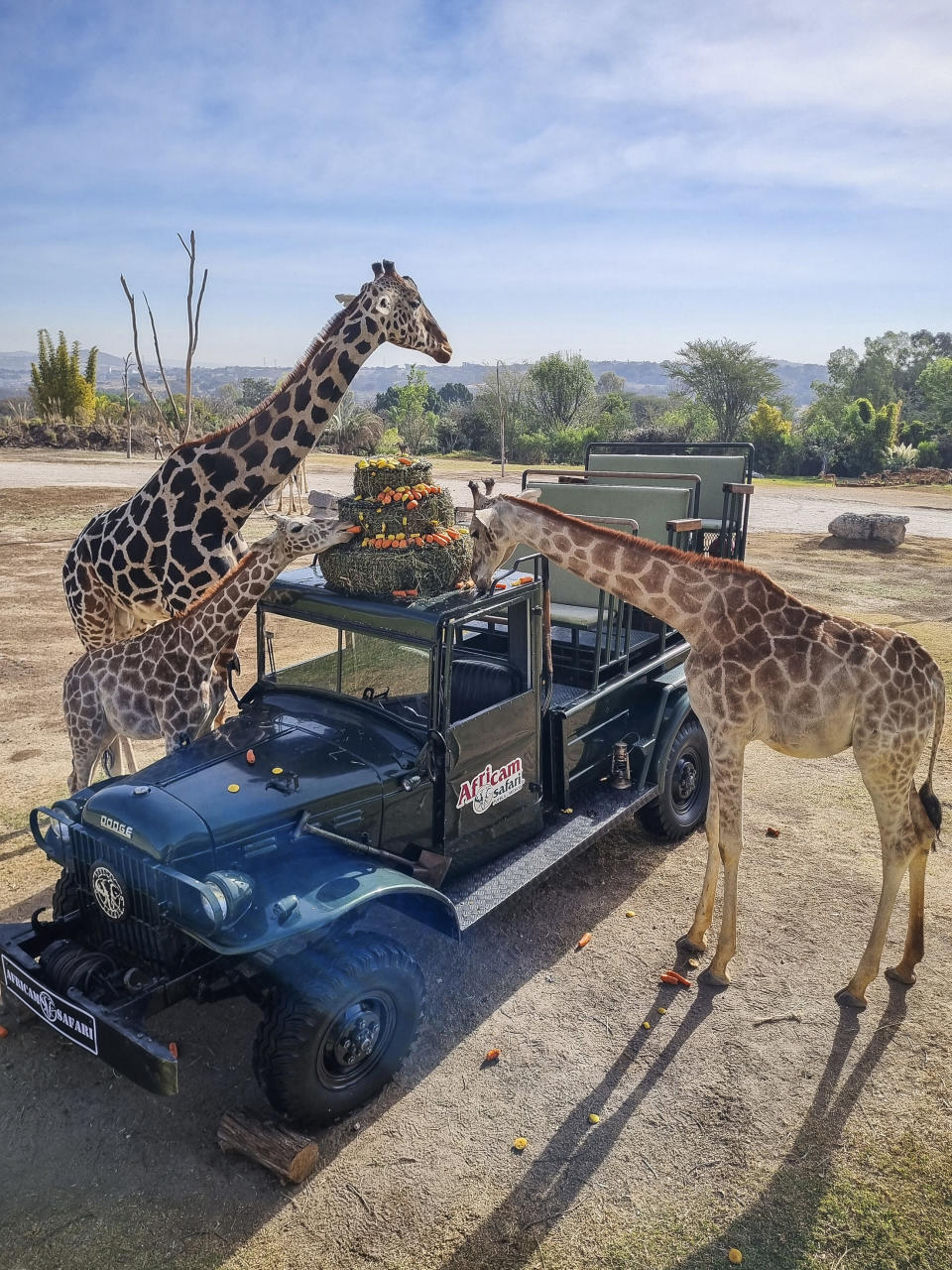 Benito the giraffe (L) is presented to the media at Africam Safari animal park in Puebla, Puebla state, Mexico on January 27, 2024. (Photo by Jose Castañares / AFP) (Photo by JOSE CASTANARES/AFP via Getty Images)