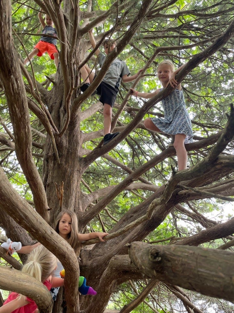 Children climb a favorite tree at Jo Allyn Lowe Park.