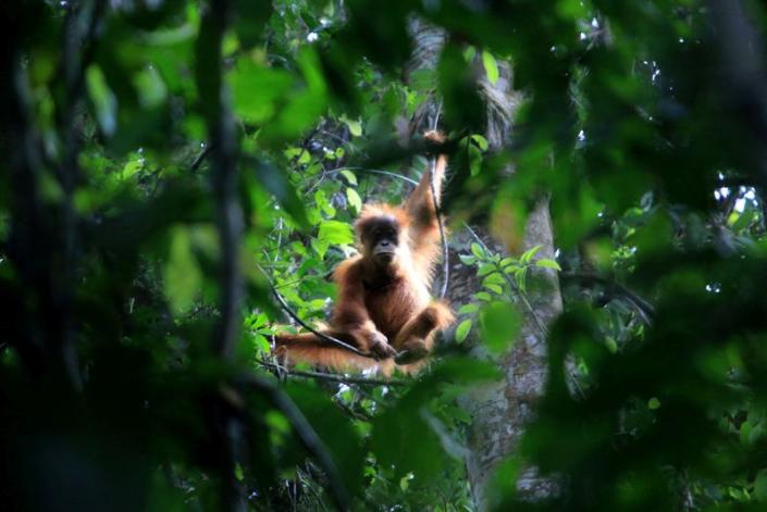 FILE PHOTO: A wild orangutan of Sumatra hangs on tree at Soraya Research Station in Leuser Ecosystem Area