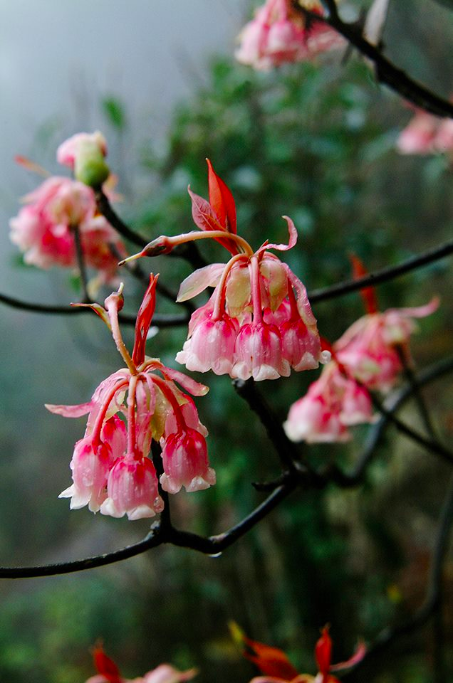 上山 賞花 香港的吊鐘花