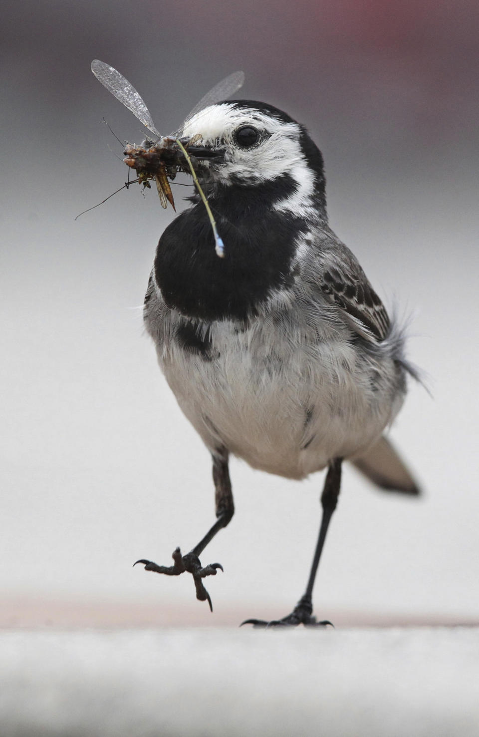 <p>A white wagtail holds an insect it caught on the terrace of a restaurant in Markkleeberg, Germany, on July 1, 2017. (Photo: Sebastian Willnow/AP) </p>