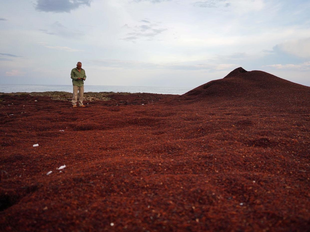 man stands in vast field of red brown algae where a beach should be