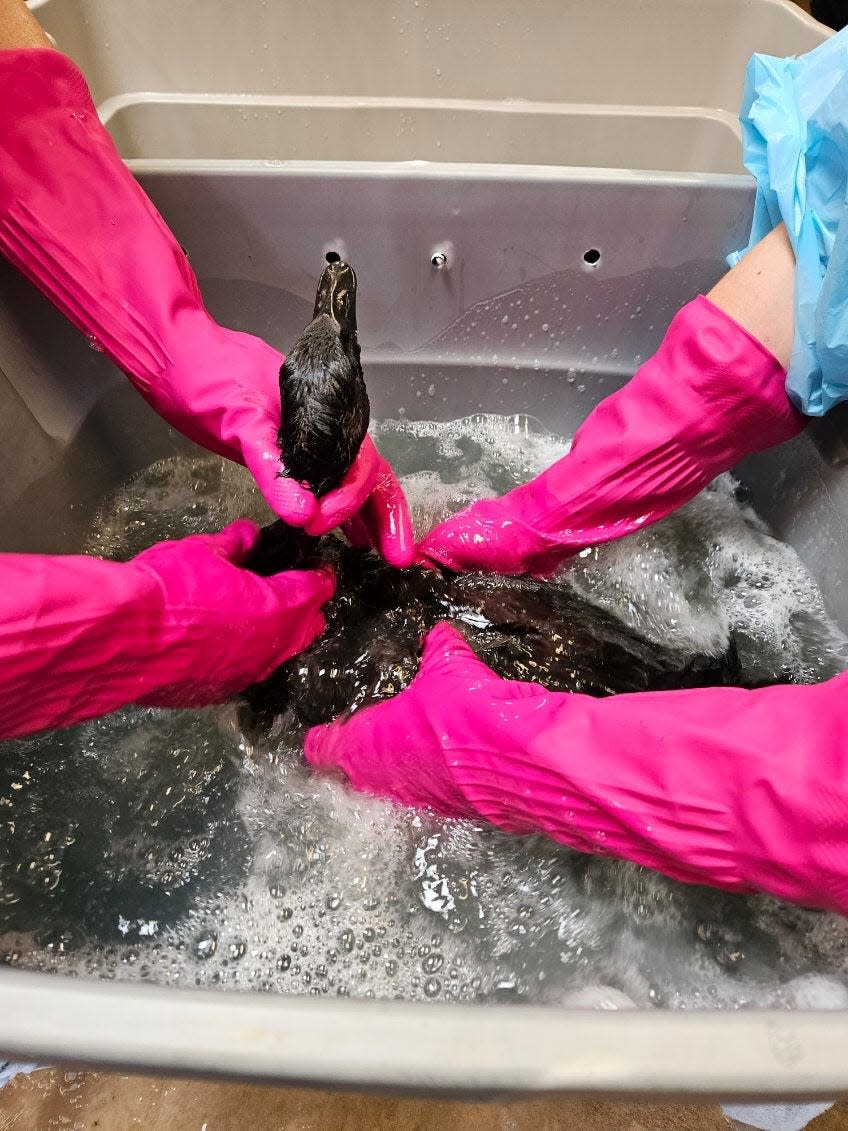 Stark Parks staff and volunteers work to clean a goose covered in oil. About 24 geese were brought to the Stark Parks Wildlife Conservation Center in Perry Township after a spill in Barberton.