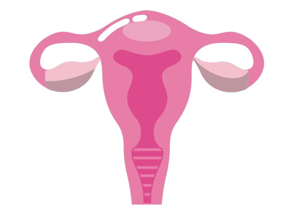 Uterus