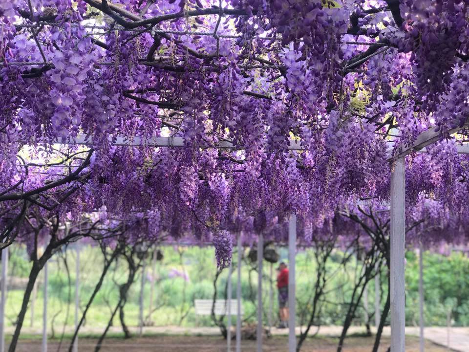 ▲春遊景點推薦-紫藤花。（圖／紫藤咖啡園（一店）（屯山園區））