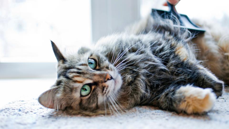 Cat lying on floor being brushed