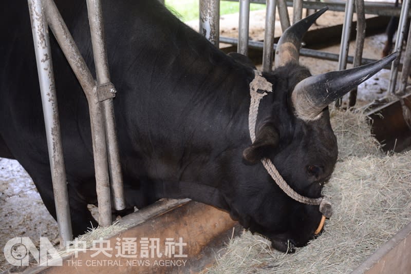 農場飼養牛隻的人員12日表示，「源興牛」現有公牛11頭、母牛12頭，都相當健康。（中央社）