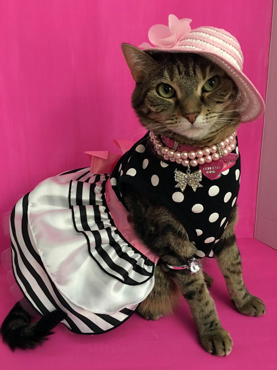 Princess the Glamour Cat