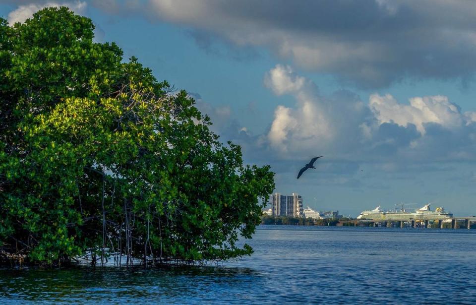 Vista de aves volando alrededor de Bird Key, una isla privada en la bahía de Biscayne que ahora está a la venta ante el enfado de ecologistas, porque urbanizadores pudieran construir en la isla, desplazando a todas las aves, el jueves 23 de mayo de 2024.