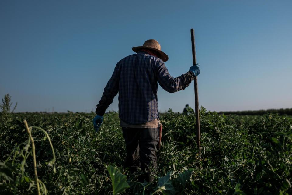 A farmworker weeds a tomato field