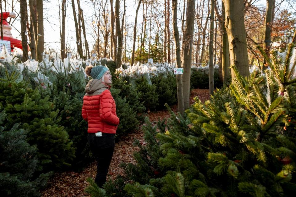 A woman in red winter jacket looking at rows of Christmas trees on a tree lot.