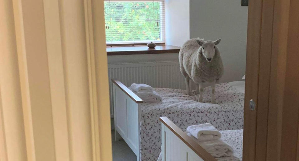 A sheep greeted an Airbnb guest in Wales and social media was delighted. Source: Twitter/@Wendy_Wason