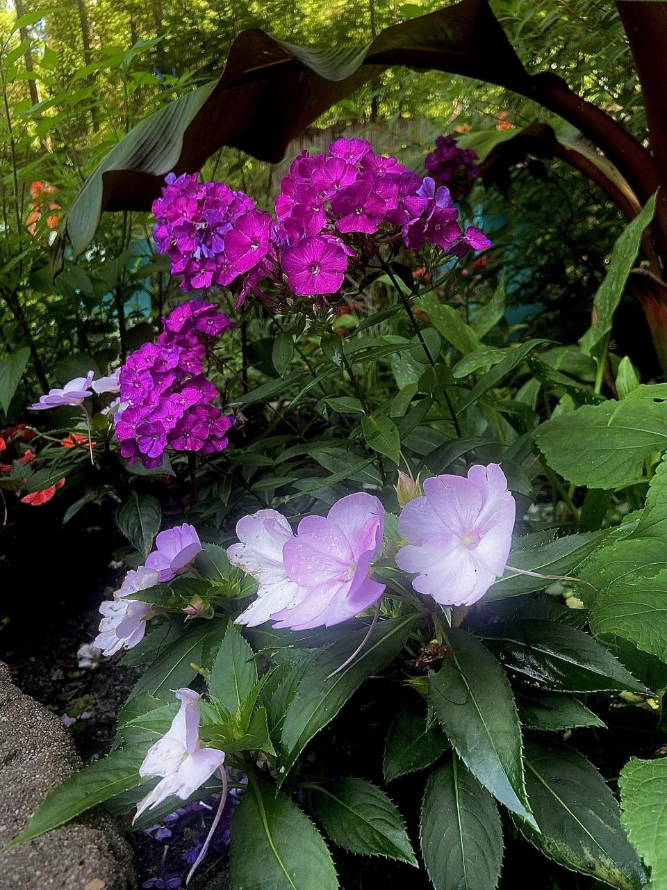 Luminary Ultra Violet is partnered here with SunPatiens Compact Orchid Blush.