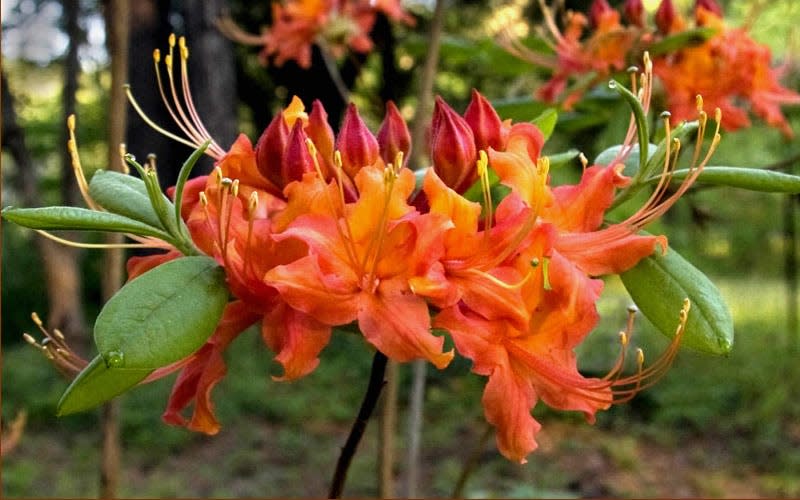 Native to western central Georgia to South Carolina, the Oconee azalea (Rhododendron flammeum) stands out with its non-fragrant blooms that open in April, presenting an array of colors from pink and salmon to yellow, gold, orange, or red.