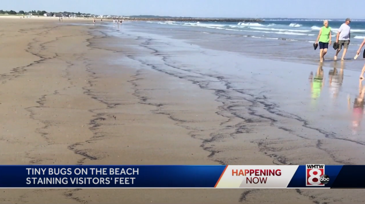 Beach was littered with unknown substance which turned out to be dead bugs ( YouTube/WMTW-TV)