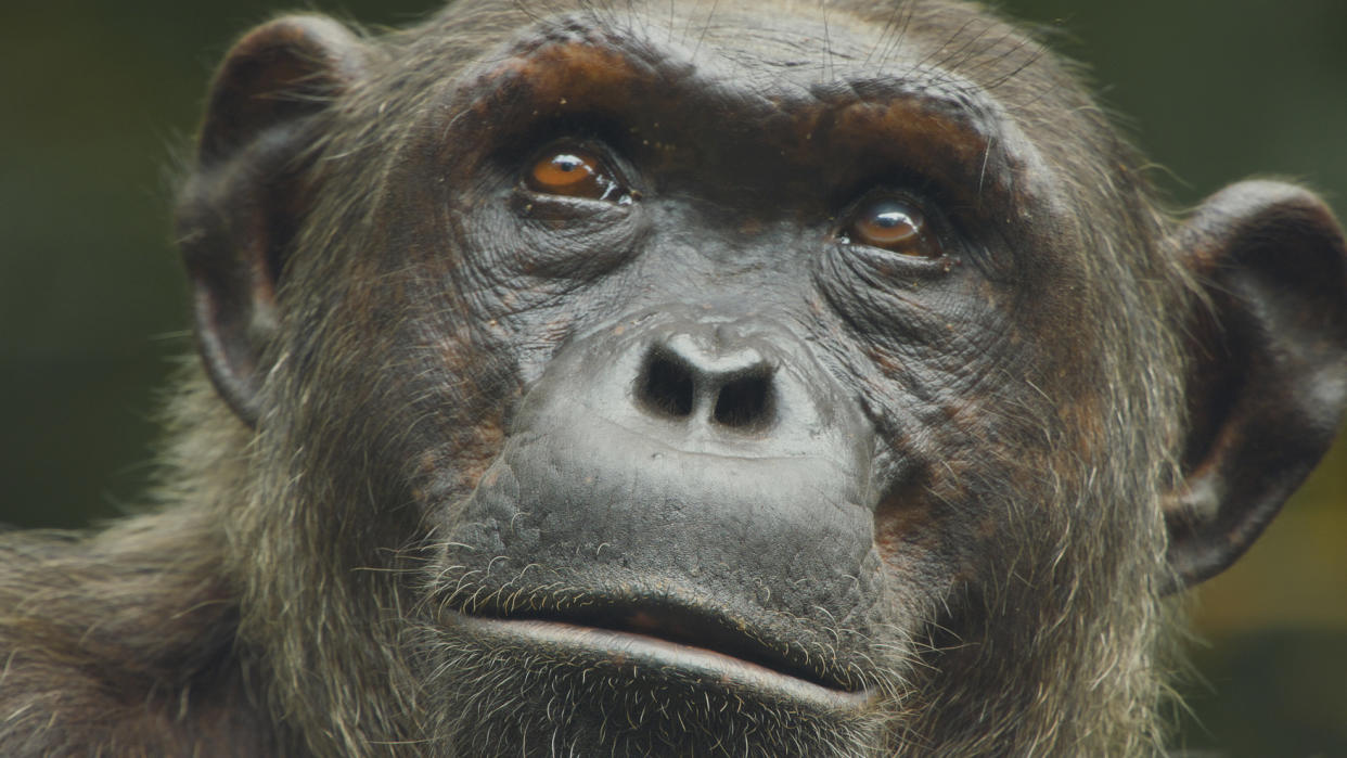 Mammals viewers were shocked by the brutality of chimpanzees hunting small monkeys in the trees. (BBC)