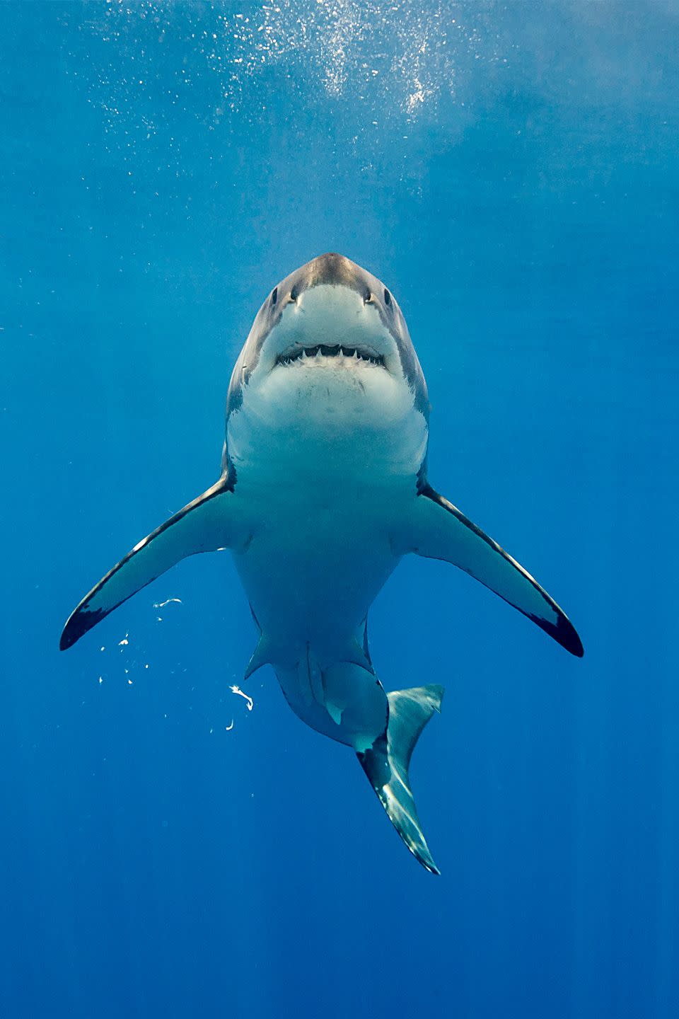 25.  Great white sharks can sniff out blood from miles away.