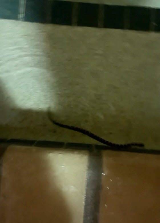 A snake seen swimming in the hotel at the Country Inn and Suites by Radisson in Germantown on Saturday, Aug. 12.