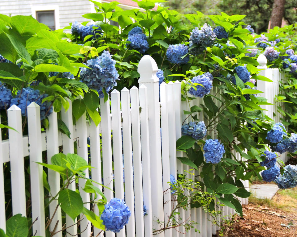 20. Plug gaps in fencing with blooming shrubs