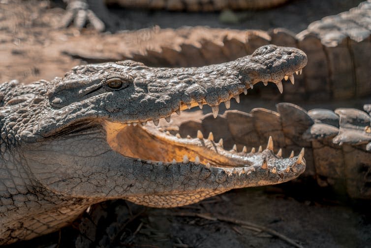 <span class="caption">Not picky eaters.</span> <span class="attribution"><a class="link " href="https://www.shutterstock.com/image-photo/crocodile-head-closeup-south-africa-1488773522" rel="nofollow noopener" target="_blank" data-ylk="slk:Alexander Narrina/Shutterstock;elm:context_link;itc:0;sec:content-canvas">Alexander Narrina/Shutterstock</a></span>