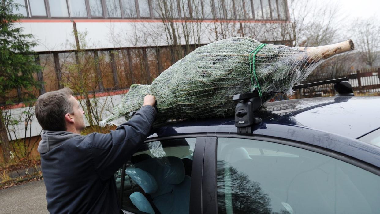 Beim Transport auf dem Dach ist ein Dachträger empfehlenswert, an dem der Baum mit Gurten festgezurrt werden muss. Foto: Tobias Hase/dpa-tmn