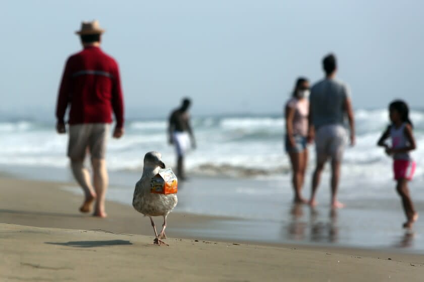 LOS ANGELES, CA - OCTOBER 09: A seagull carries a discarded box of Goldfish on the beach in Santa Monica on Friday, Oct. 9, 2020 in Los Angeles, CA. Masks and gloves have made the top ten list for trash found on area beaches. The discovery was made during this year's annual coastal cleanup done by thousands of volunteers. (Dania Maxwell / Los Angeles Times)