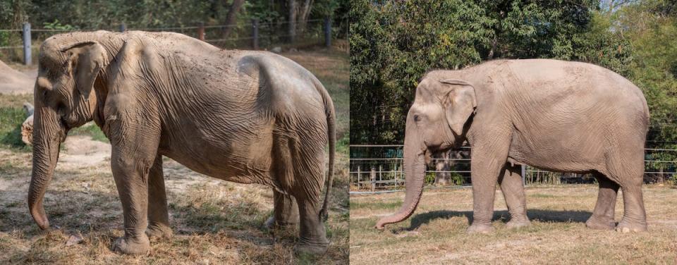Side by side images of two elephants show the difference in the shape of their back. The left side elephant, Pai Lin, has a marked dent on its spine, whereas another elephant has a dome-shaped back.