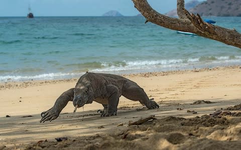 Komodo dragon on Komodo Island - Credit: GETTY