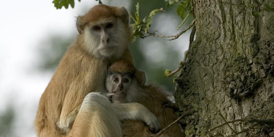 13 Patas monkeys died in the blaze (Woburn Safari Park)