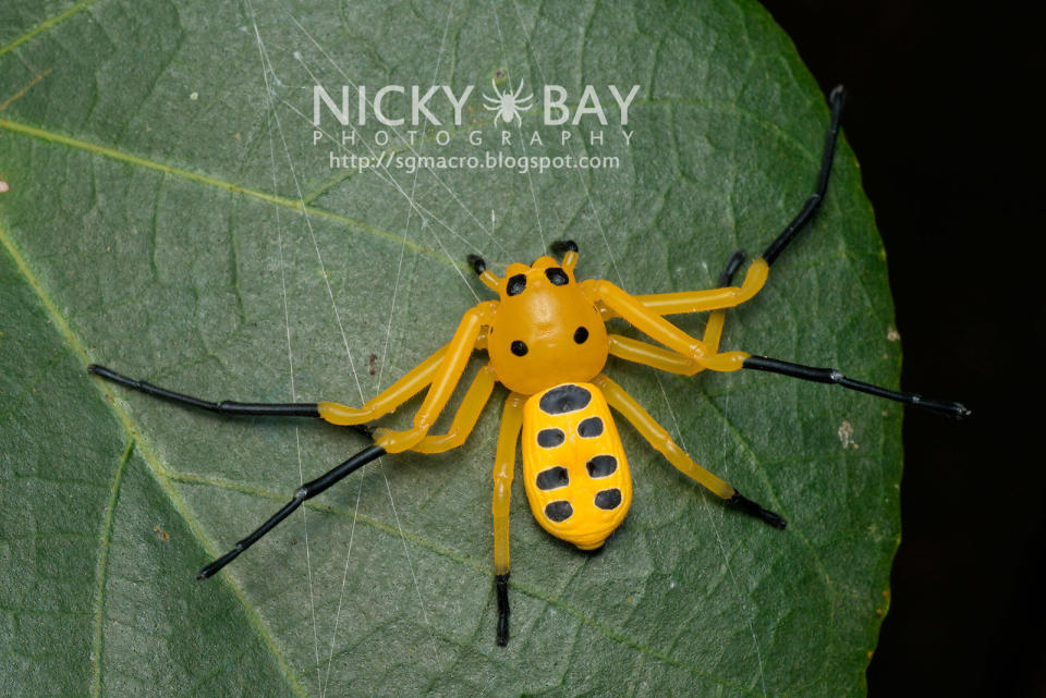 Eight-Spotted Crab Spider  Macro <a href="http://www.flickr.com/photos/nickadel/sets/72157634212989544/">spider images </a>by <a href="http://sgmacro.blogspot.com/">Nicky Bay</a>