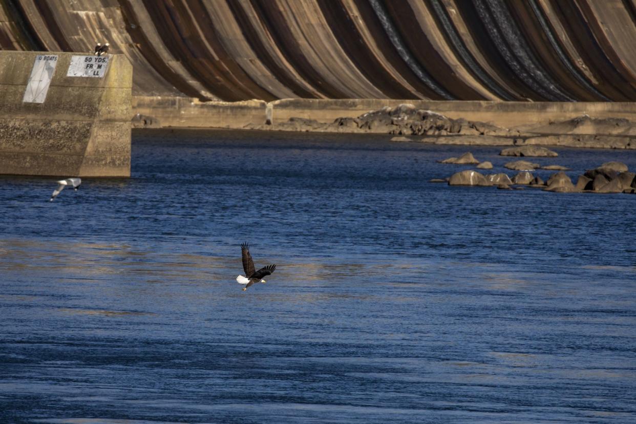 Bald eagle flying over river near dam in Maryland.