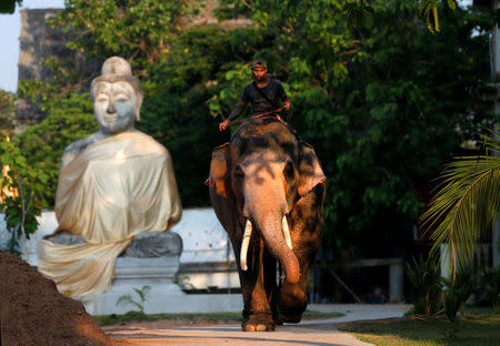 Plai Ekachai, 33, who will become first “white” elephant to be discovered under the reign of King Rama X, also known as Maha Vajiralongkorn, does his daily walking exercise in Maha Sarakham, Thailand April 25, 2019. REUTERS/Soe Zeya Tun