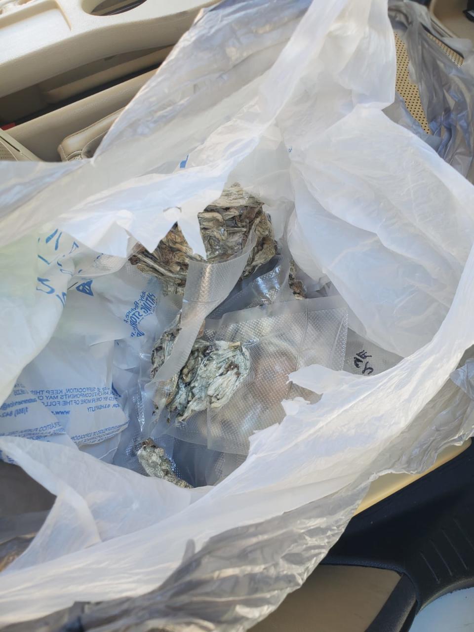 Mushrooms in bag (Courtesy of the Walton County Sheriff’s Office)