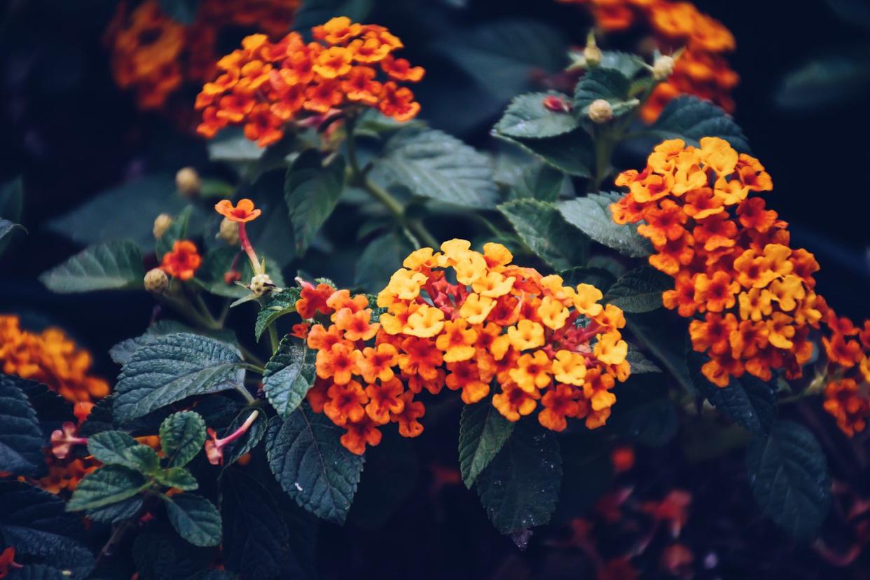 close up of flowers blooming outdoor