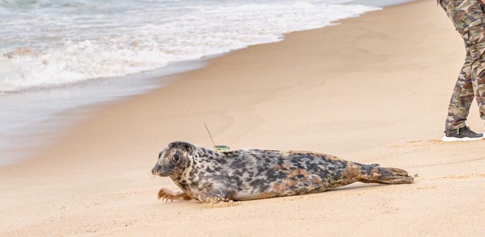 Coasty gives one last look before entering the water at Blue Shutters Beach in Charlestown.