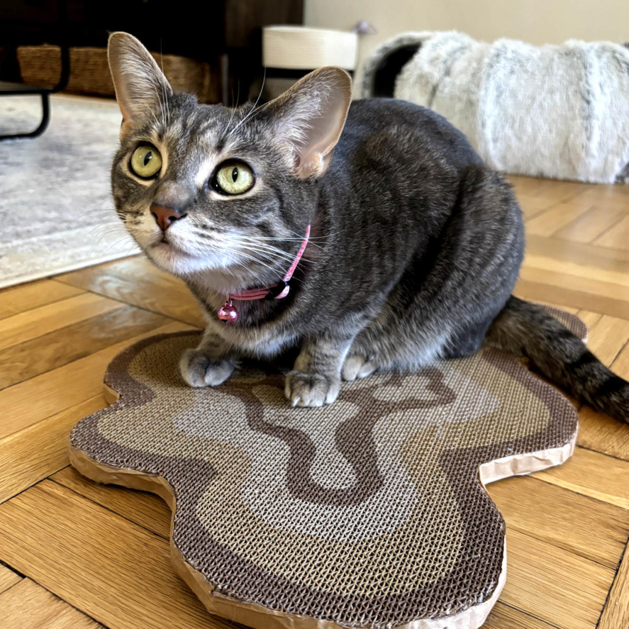 To entertain her two cats, Malin has this cat scratcher on display throughout her apartment. (Courtesy Zoe Malin, Associate Updates Editor)