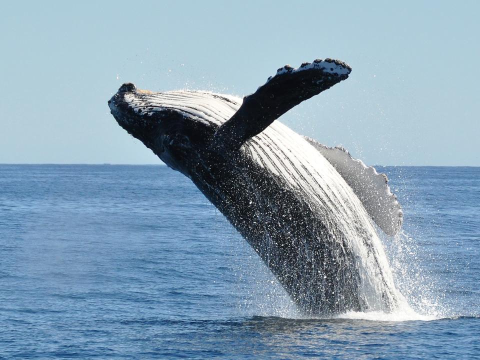 A humpback whale breaches.