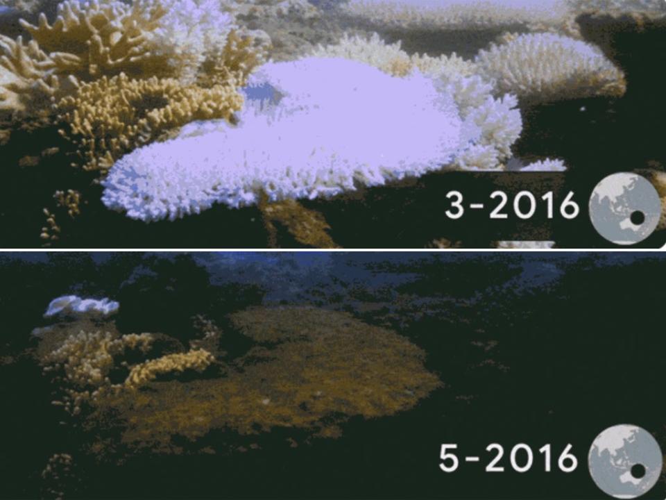 Images taken each month from March to May 2016 show coral bleaching on Lizard Island, Australia (Google)