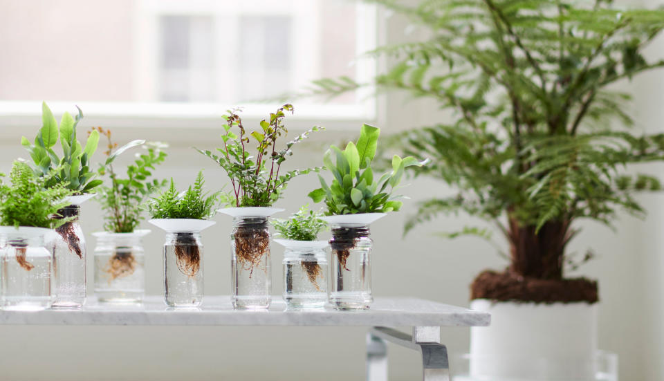 a selection of ferns being grown