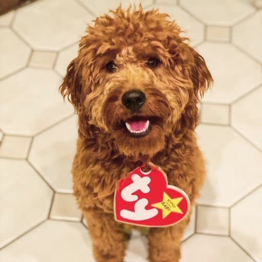 Beanie Baby Dog Costume